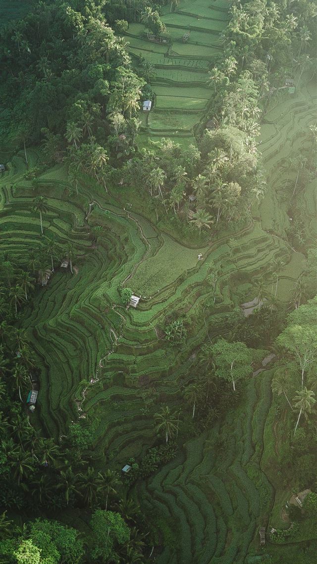 640x1136 aerial photography of rice terraces during daytime - tegallalang iPhone Wallpaper
