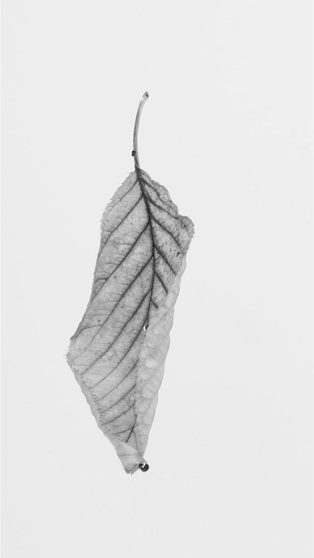 640x1136 grayscale of leaf - paper iPhone Wallpaper