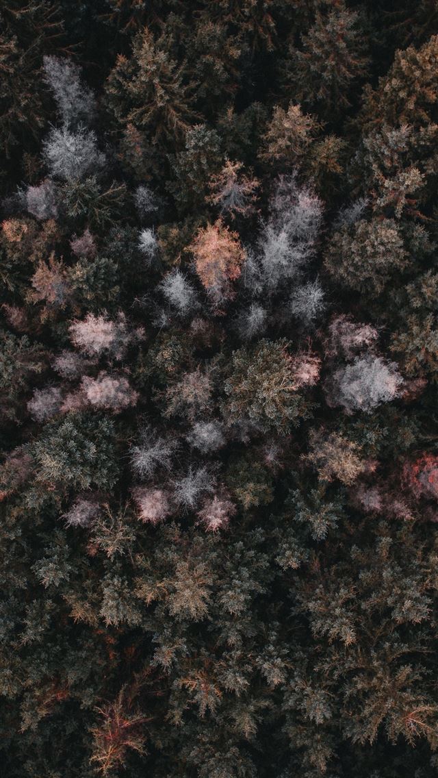 640x1136 aerial view of trees - fruit iPhone Wallpaper
