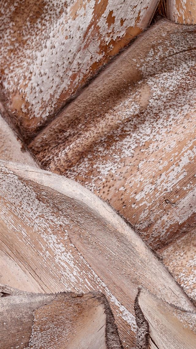 640x1136 Tree trunk detail - wood iPhone Wallpaper