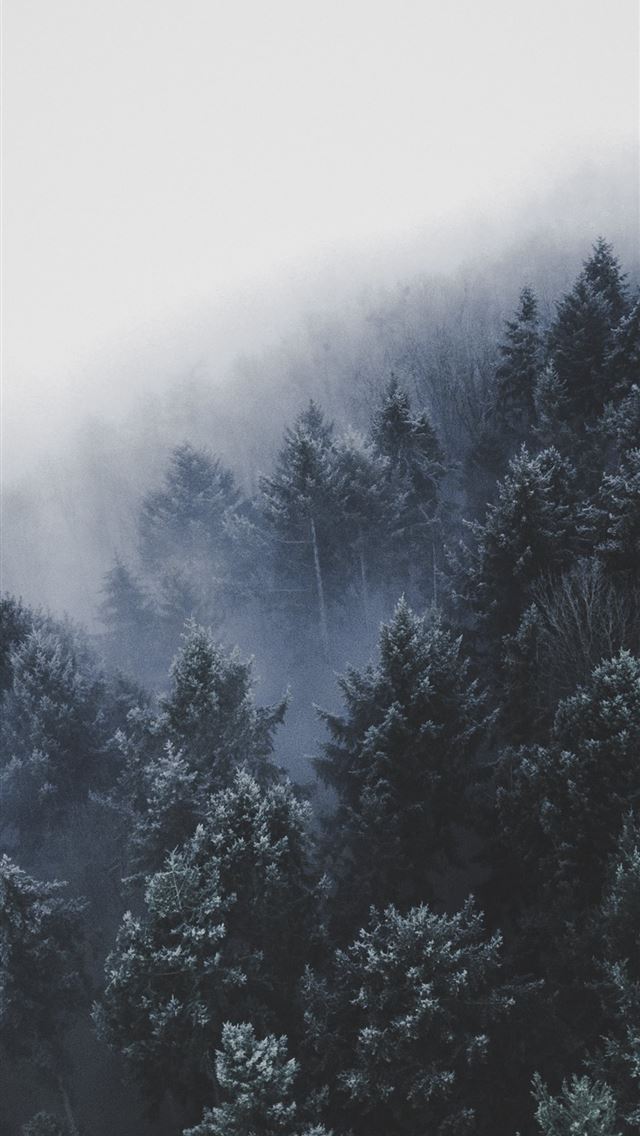 640x1136 wide angle photo of pine trees - grey iPhone Wallpaper