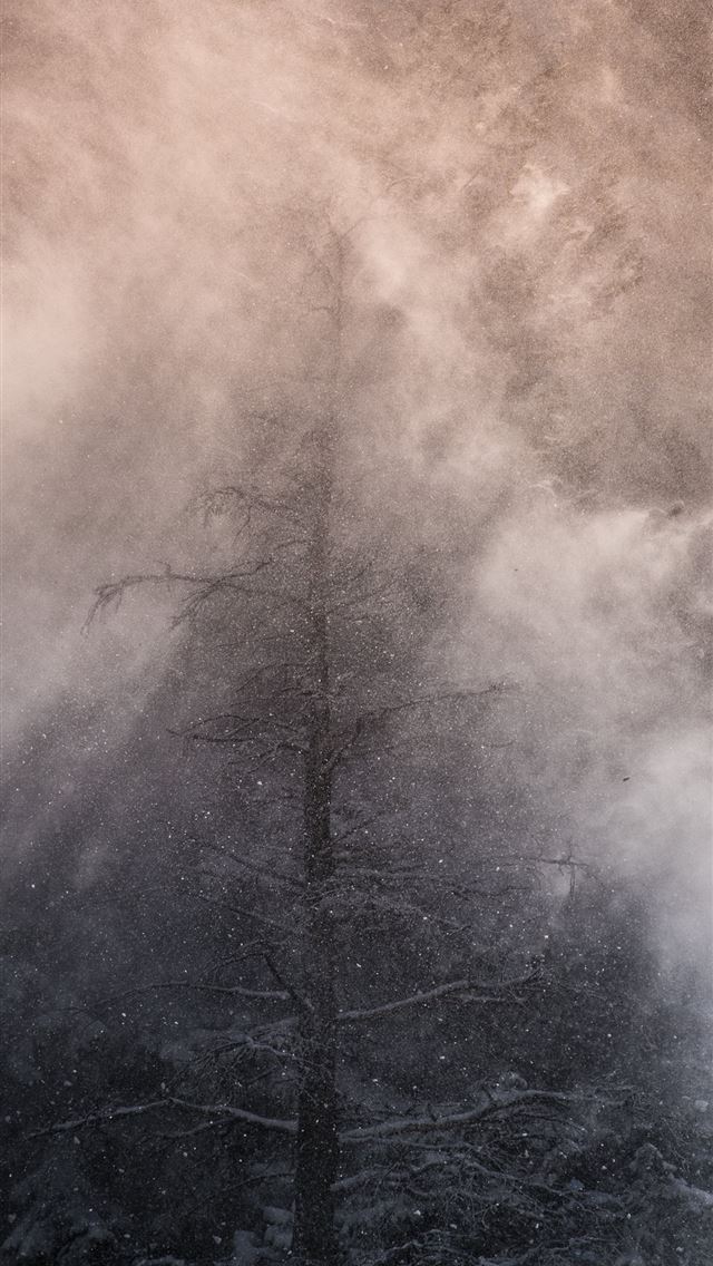 640x1136 leafless tree covered with white fog - united states iPhone Wallpaper