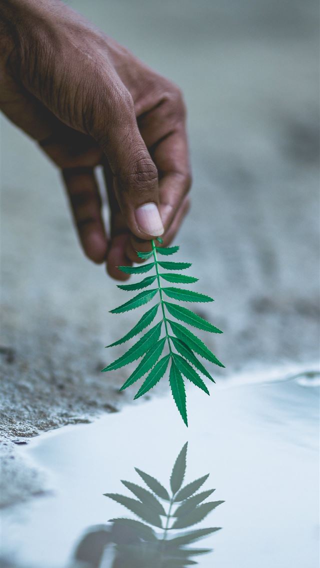 640x1136 selective focus photography of person holding gree... - green iPhone Wallpaper