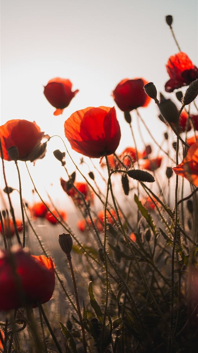 640x1136 red flower - floral iPhone Wallpaper