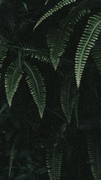 green ferns wallpaper