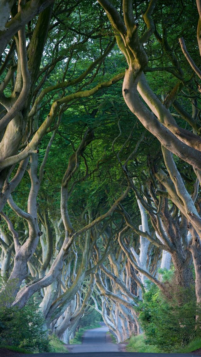 640x1136 Dark Hedges - dark hedges iPhone Wallpaper