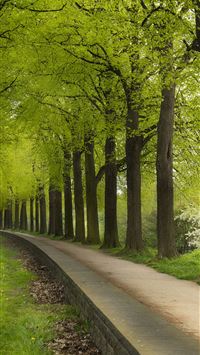 Dark Hedges wallpaper