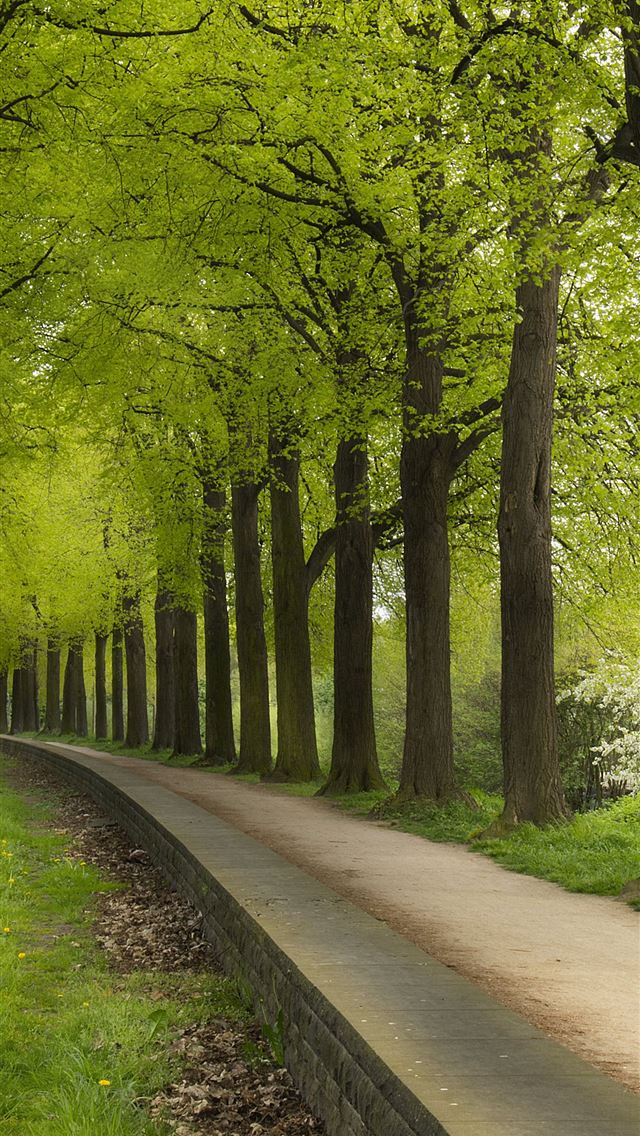 640x1136 Dark Hedges - northern ireland iPhone Wallpaper