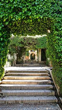Dark Hedges wallpaper