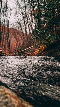 Dark Hedges wallpaper