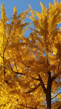 Dark Hedges wallpaper
