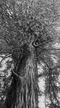 Dark Hedges wallpaper