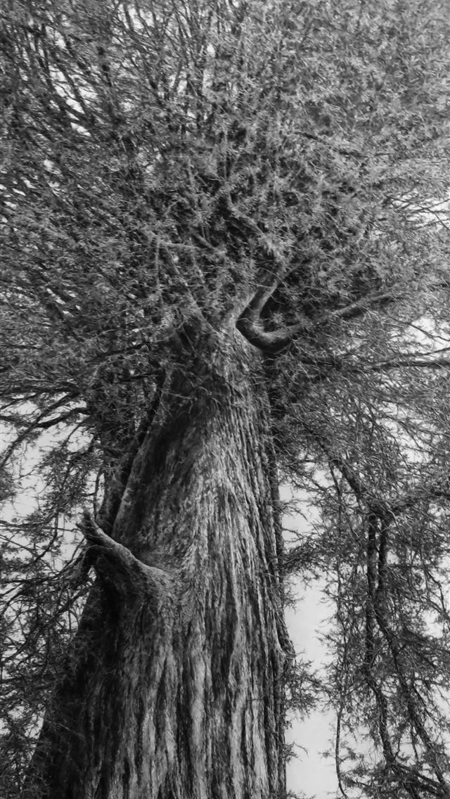 640x1136 Dark Hedges - northern ireland iPhone Wallpaper