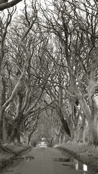 Dark Hedges wallpaper