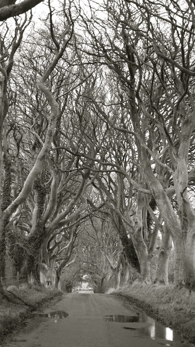 640x1136 Dark Hedges - northern ireland iPhone Wallpaper