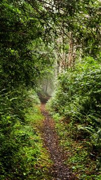Dark Hedges wallpaper