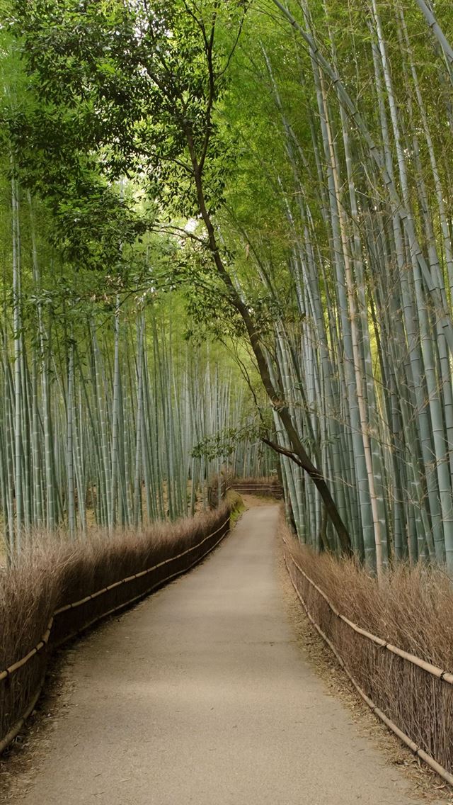 640x1136 Sagano Bamboo Forest - 100 most beautiful places to visit iPhone Wallpaper