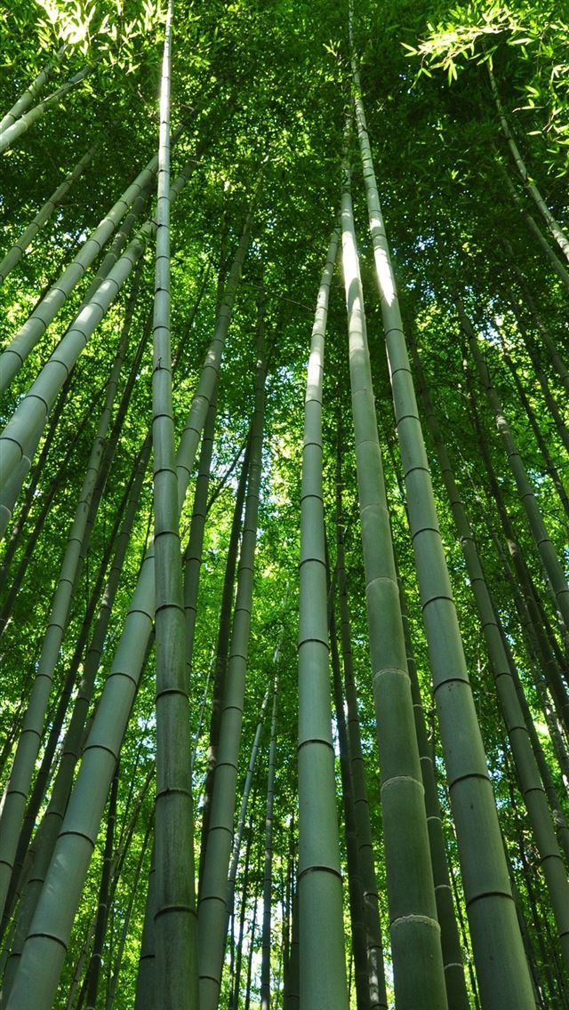 640x1136 Sagano Bamboo Forest - kyoto iPhone Wallpaper