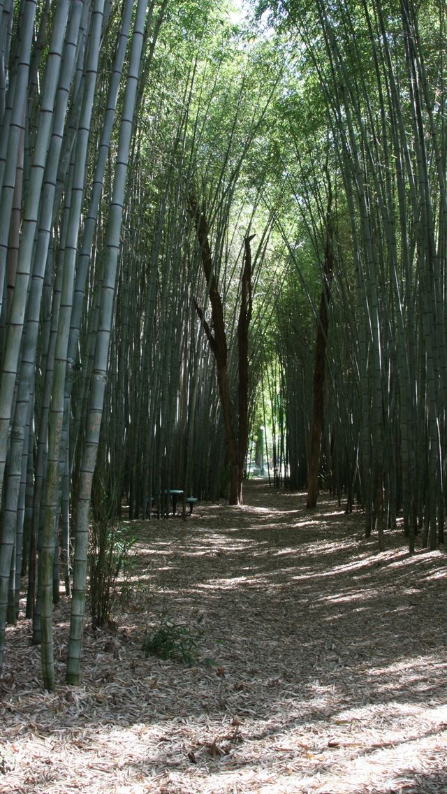 Sagano Bamboo Forest iPhone wallpaper 