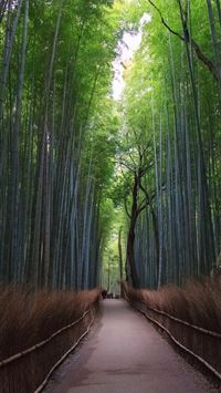 Sagano Bamboo Forest wallpaper