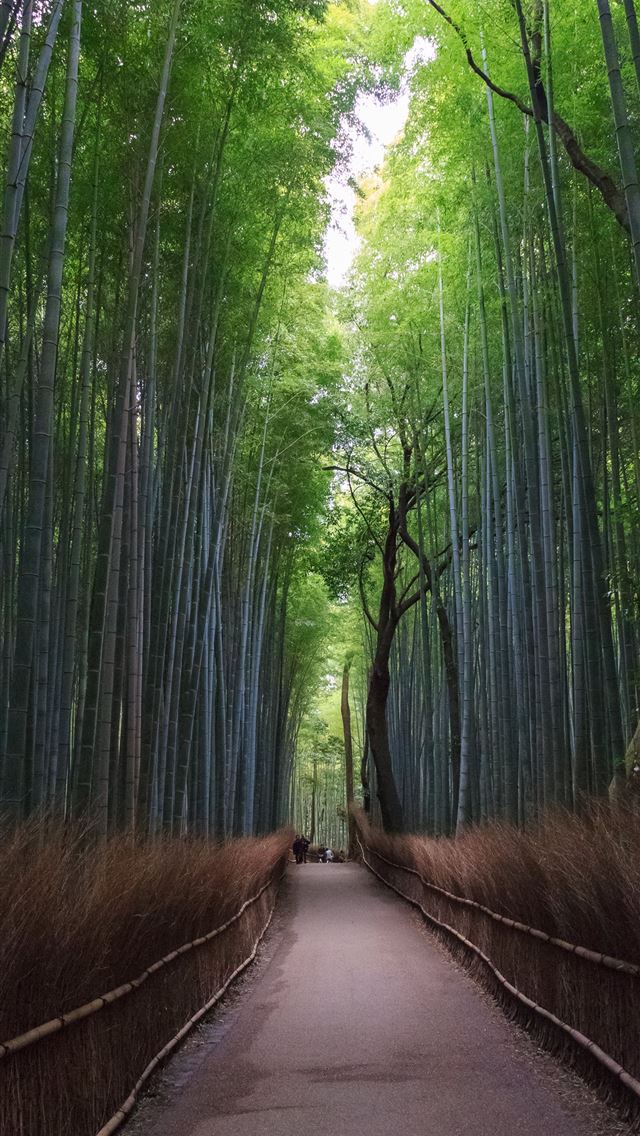 640x1136 Sagano Bamboo Forest - 100 most beautiful places to visit iPhone Wallpaper