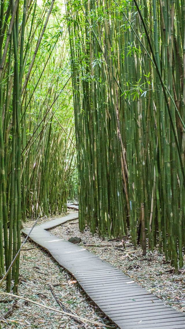 Sagano Bamboo Forest iPhone wallpaper 
