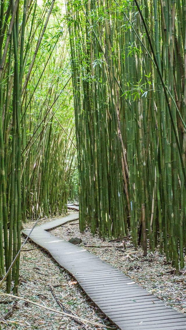 640x1136 Sagano Bamboo Forest - 100 most beautiful places to visit iPhone Wallpaper