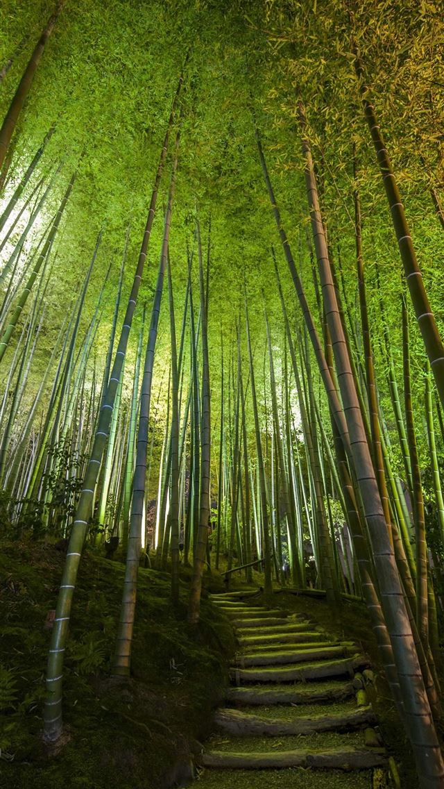 640x1136 Sagano Bamboo Forest - kyoto iPhone Wallpaper