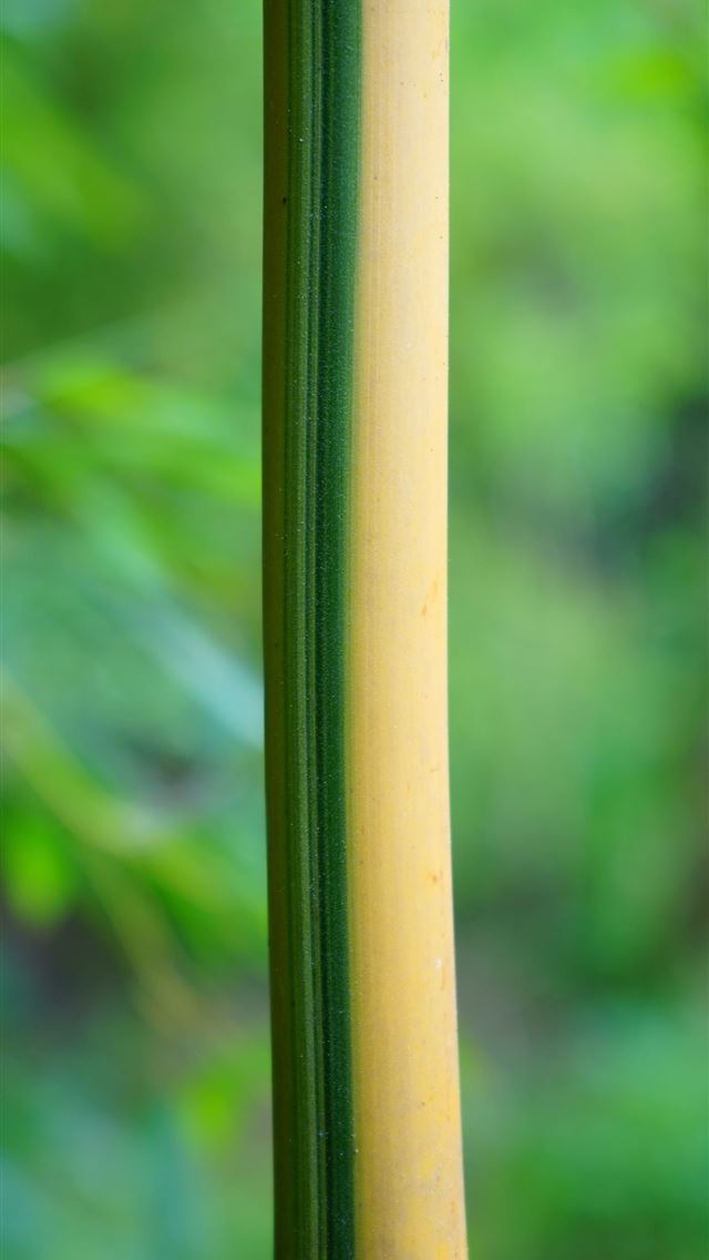 640x1136 Sagano Bamboo Forest - kyoto iPhone Wallpaper