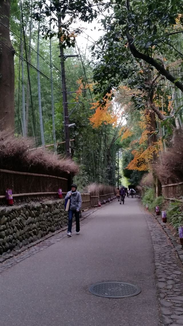 640x1136 Sagano Bamboo Forest - kyoto iPhone Wallpaper