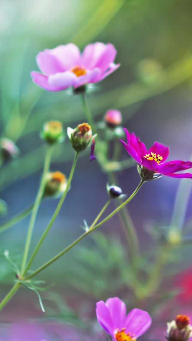 640x1136 Amazing Flowers - sunshine iPhone Wallpaper