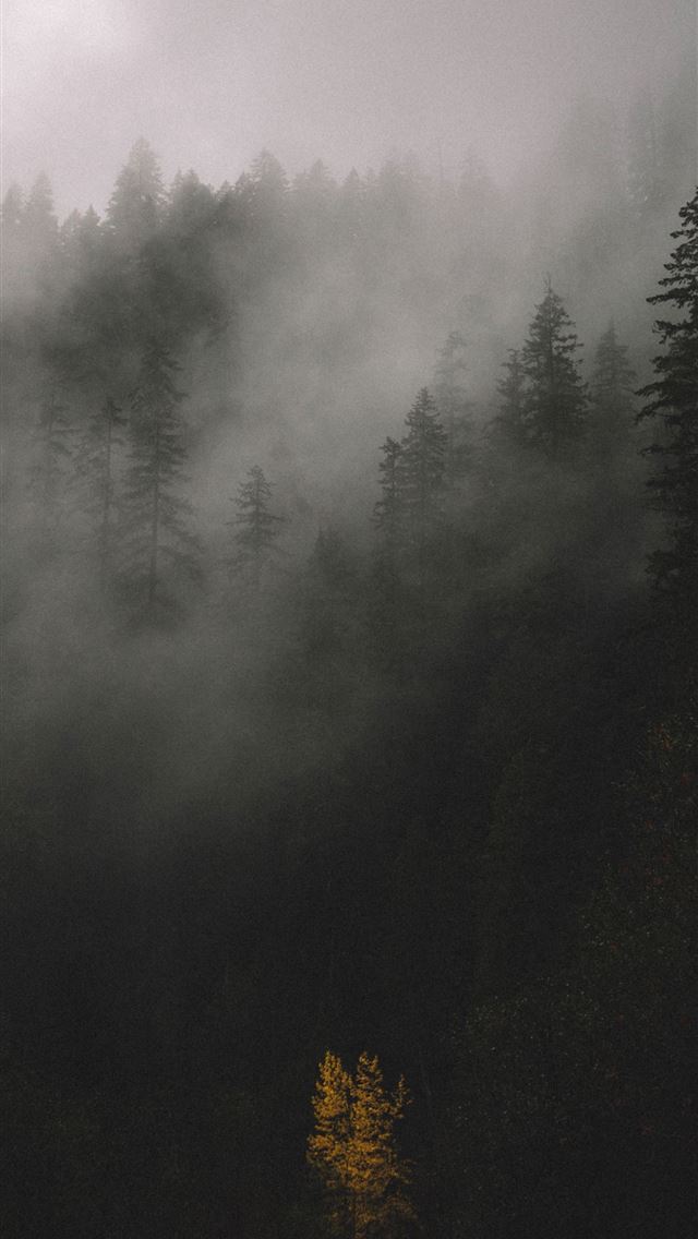 640x1136 trees covered by fog - trees iPhone Wallpaper