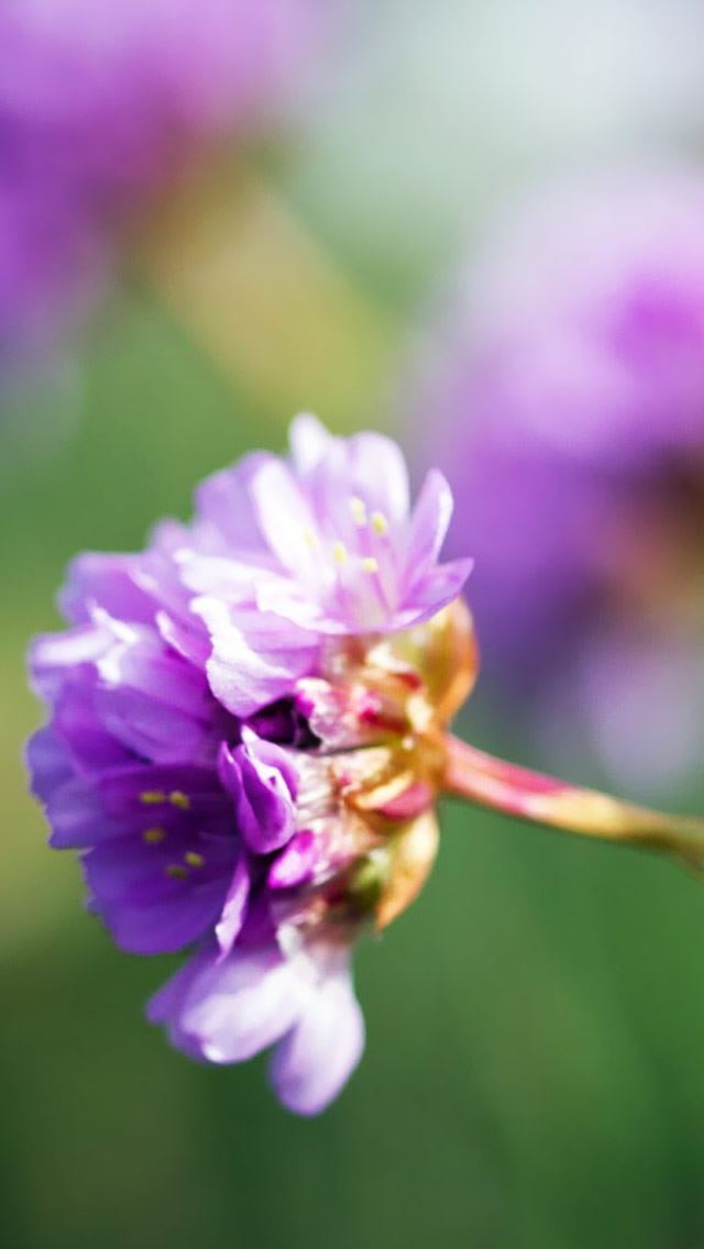 640x1136 Purple Wildflower - sunshine iPhone Wallpaper