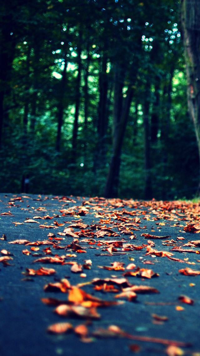 640x1136 Leaves On The Road - leaves iPhone Wallpaper