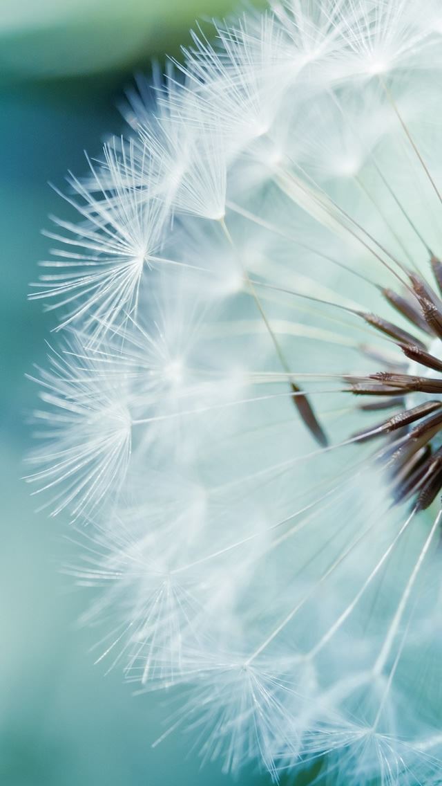 640x1136 Dandelion Flower - dandelion iPhone Wallpaper
