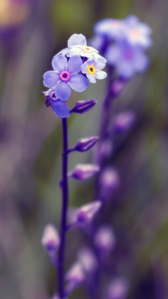 640x1136 Violet Flowers - sunshine iPhone Wallpaper
