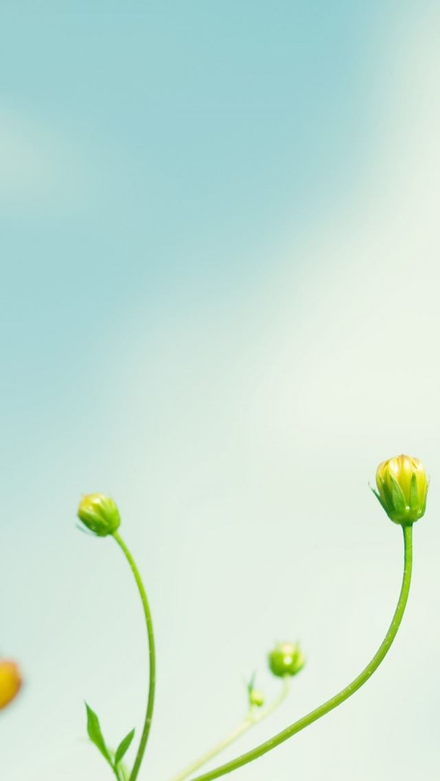 640x1136 Cosmos Flowers - cosmos iPhone Wallpaper