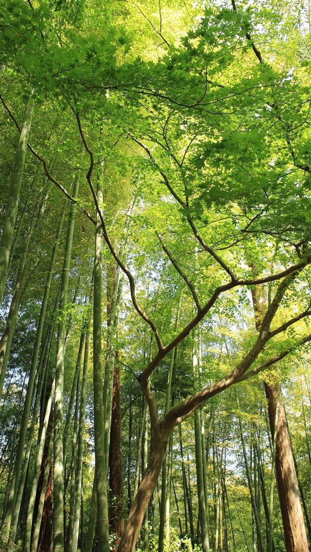 640x1136 Sagano Bamboo Forest - kyoto iPhone Wallpaper