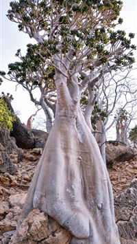 socotra island Bottle tree wallpaper