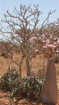 Socotra Island wallpaper