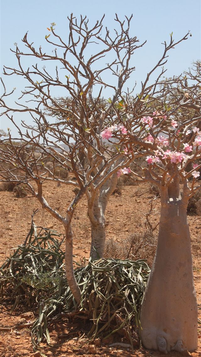 640x1136 Socotra Island - yemen iPhone Wallpaper