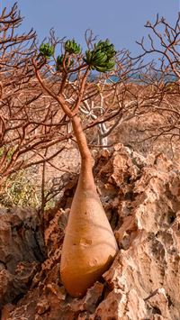 Socotra Island wallpaper