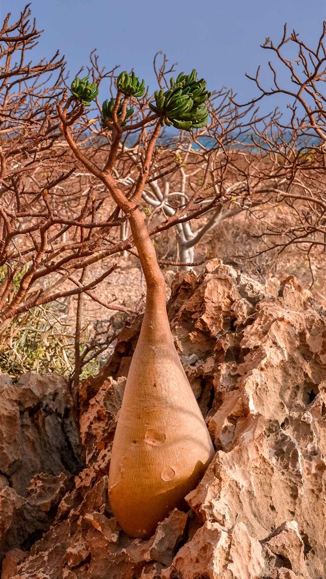 640x1136 Socotra Island - yemen iPhone Wallpaper