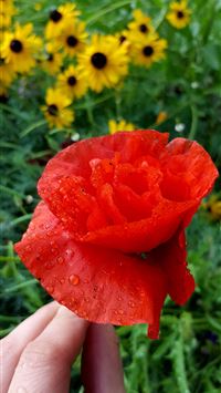 Socotra Island wallpaper