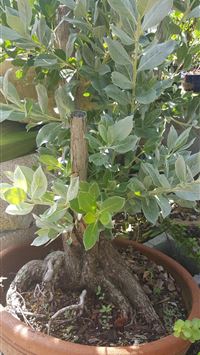 Socotra Island wallpaper