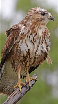 Socotra Island wallpaper