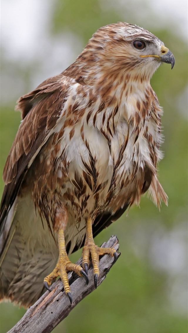 640x1136 Socotra Island - yemen iPhone Wallpaper