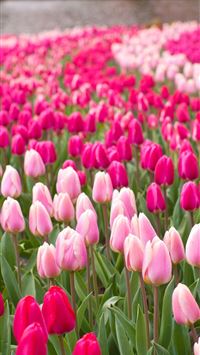 Lelystad Flower Festival Netherlands wallpaper