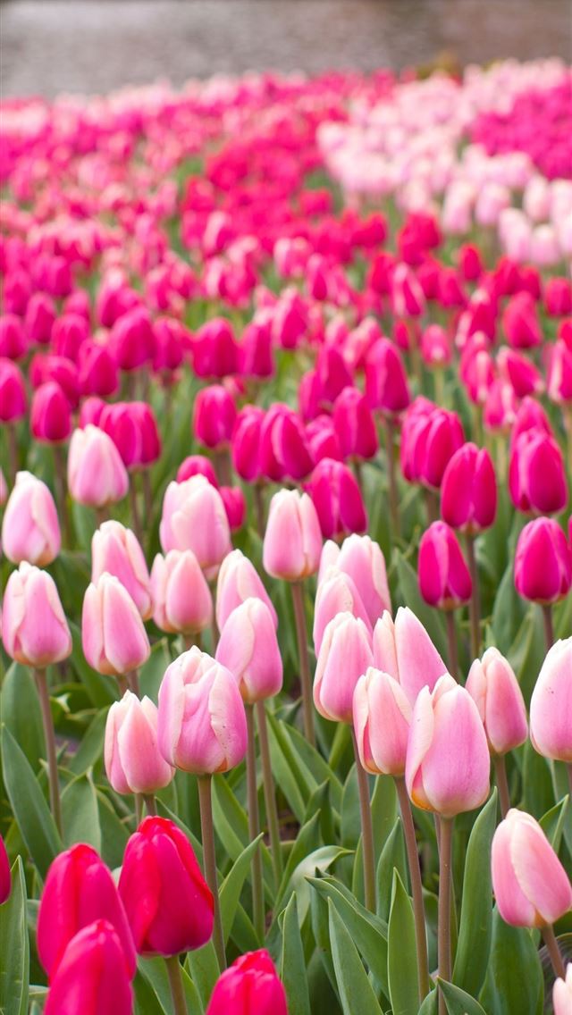 640x1136 Lelystad Flower Festival Netherlands - netherlands iPhone Wallpaper