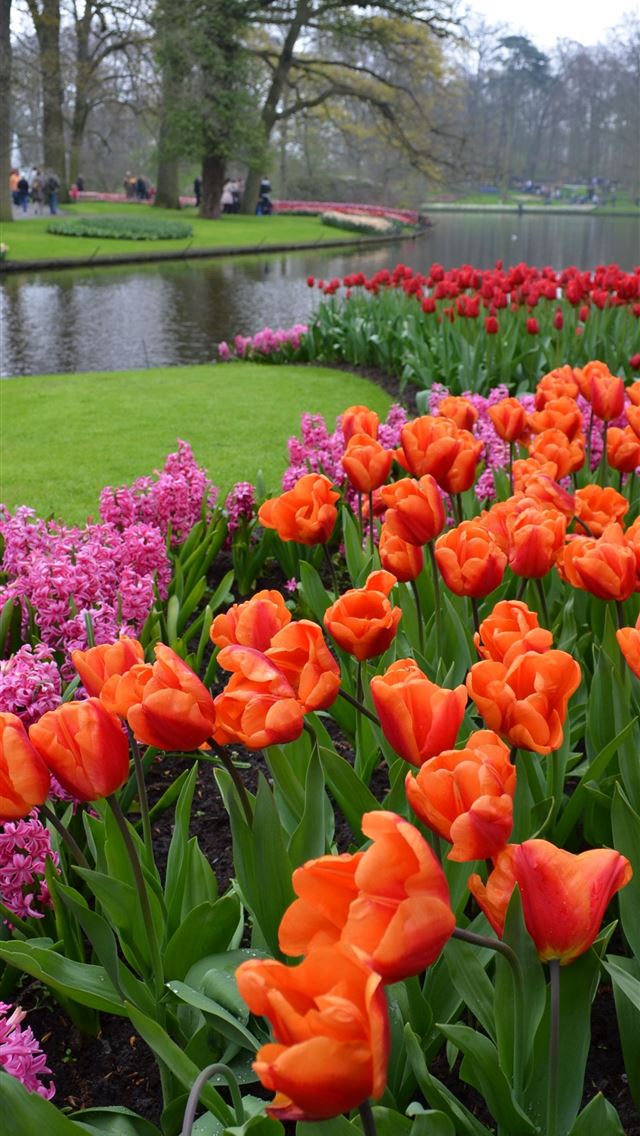 640x1136 Keukenhof Gardens 2012 -  iPhone Wallpaper